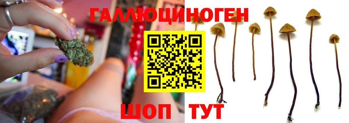 Псилоцибиновые грибы Psilocybine cubensis Тында